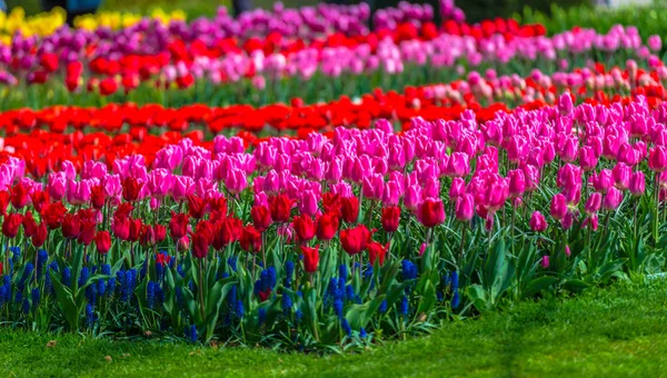 Jasne Świeże Wiosenne Kwiaty Tulipany Ogród Keukenhof Europy — Zdjęcie stockowe