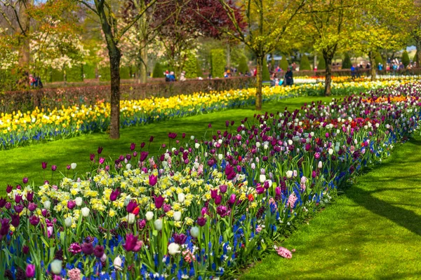 Variété Fleurs Florissantes Dans Parc — Photo