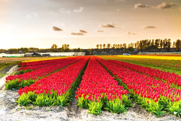 Barevné Pole Plné Jasných Tulipánů Květin — Stock fotografie