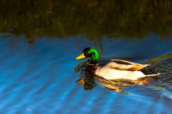 Close View Wild Duck Floating River — Stock Photo, Image