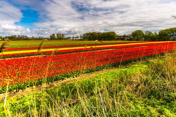 Campos Coloridos Llenos Flores Tulipanes Brillantes — Foto de Stock