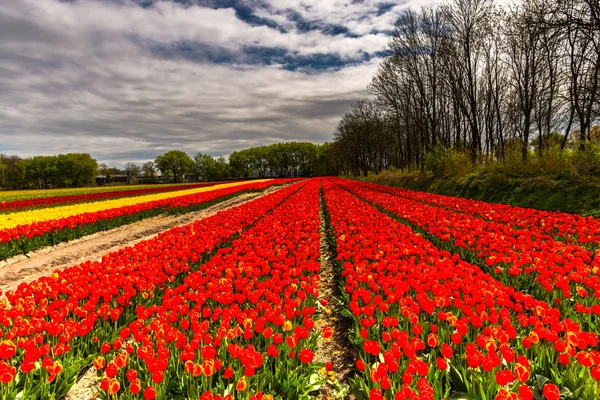 Barevné Pole Plné Jasných Tulipánů Květin — Stock fotografie