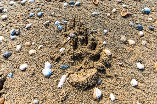 Sandstrand Mit Muscheln Nahsicht — Stockfoto