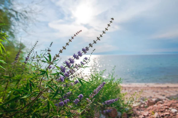 Blue Sea Water Bush Flowers Plants Foreground — Stock Photo, Image