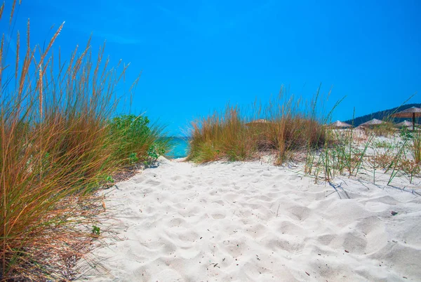 Sandstrand Med Gräs Och Växter Med Havet Bakgrund — Stockfoto
