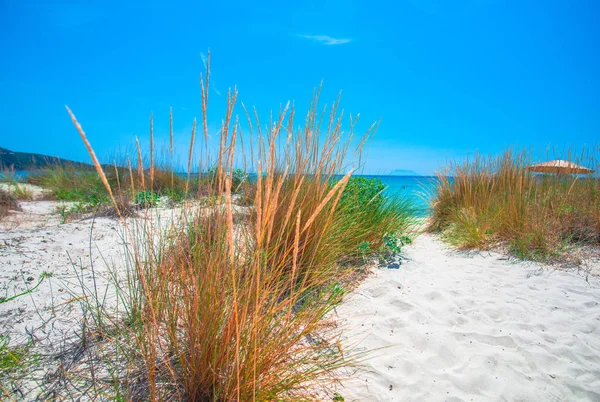 Playa Arena Con Hierba Plantas Con Mar Fondo — Foto de Stock