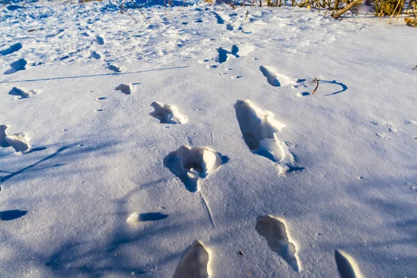 Paysage Enneigé Hiver — Photo