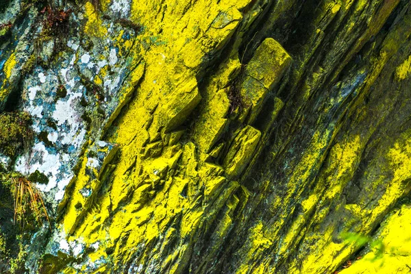 Casca Árvore Com Musgo Verde — Fotografia de Stock