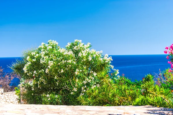 Meer Und Strauch Mit Blumen Pflanzen Vordergrund — Stockfoto