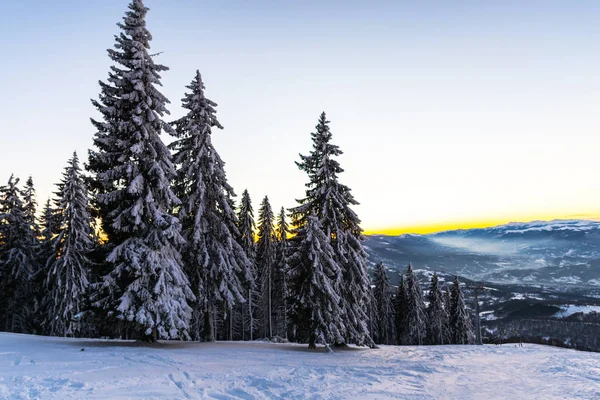 Árboles Cubiertos Nieve Invierno —  Fotos de Stock