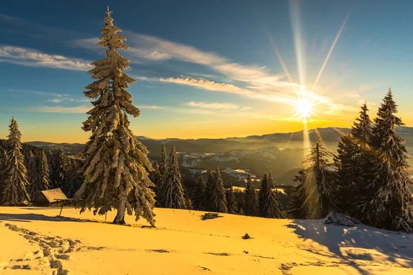 Snötäckta Granar Vintersäsongen Solnedgång Sky Med Sol — Stockfoto