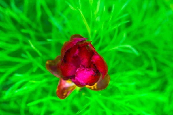 Flor Rosa Brillante Sobre Fondo Natural Borroso —  Fotos de Stock