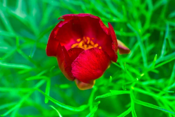 Flor Rosa Brillante Sobre Fondo Natural Borroso —  Fotos de Stock