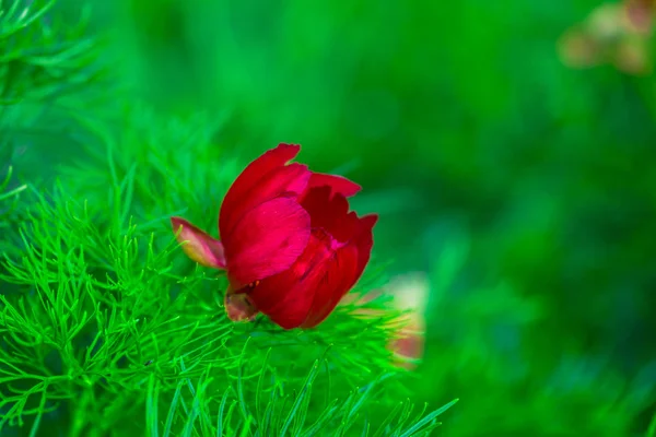 Flor Rosa Brillante Sobre Fondo Natural Borroso —  Fotos de Stock