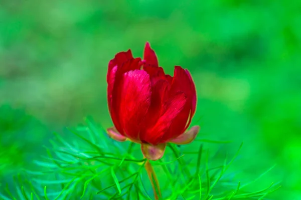 Flor Rosa Brillante Sobre Fondo Natural Borroso —  Fotos de Stock