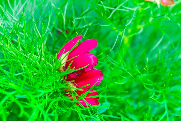 Bright Pink Flower Blurred Natural Background — Stock Photo, Image