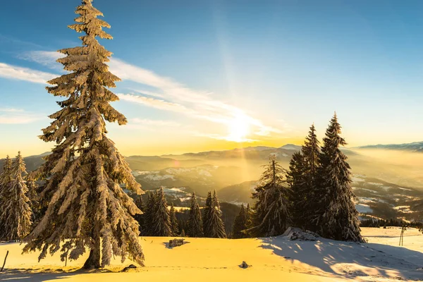 Abetos Cobertos Neve Estação Inverno Céu Por Sol Com Sol — Fotografia de Stock
