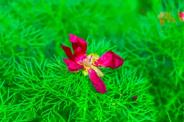 Bright Pink Flower Blurred Natural Background — Stock Photo, Image