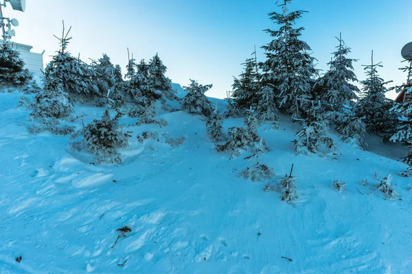 Ciel Bleu Saison Hivernale Conifères Enneigés — Photo