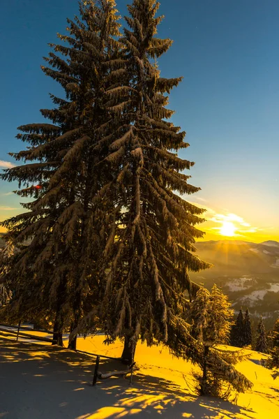 Snow Covered Fir Trees Winter Season Sunset Sky Sun — Stock Photo, Image