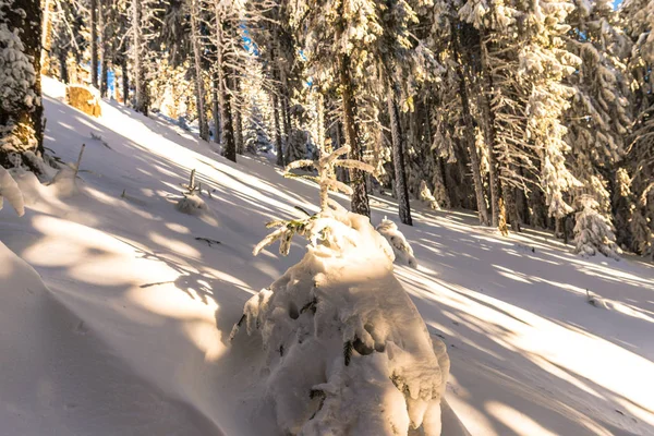 Saison Hivernale Conifères Enneigés Sur Les Collines — Photo