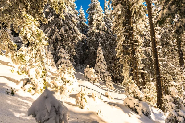 Día Invierno Nieve Montañas Paisaje Con Árboles Coníferas — Foto de Stock