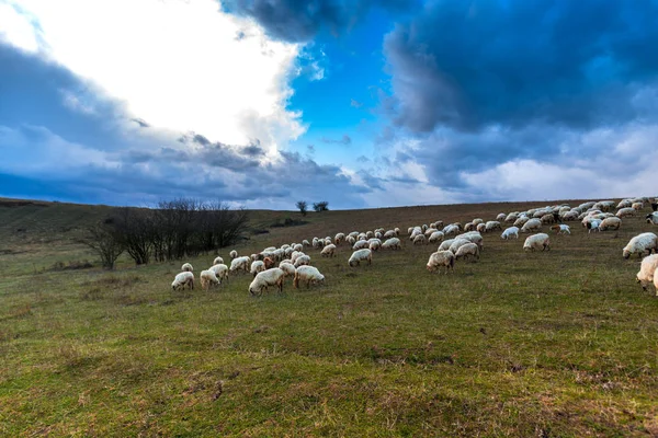 Овцы Пасутся Поле — стоковое фото
