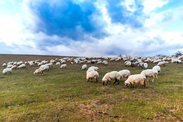 Ovelhas Pastando Campo — Fotografia de Stock