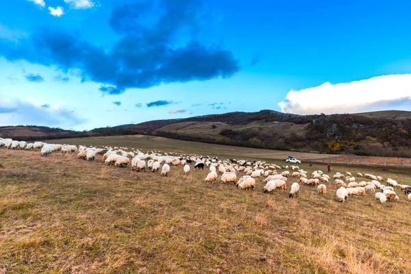 Sheeps Grazing Field — Stock Photo, Image