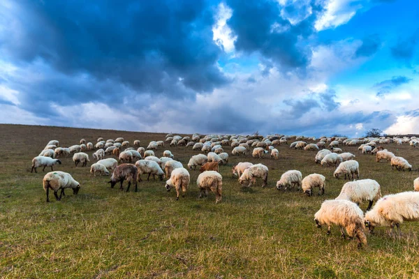 Ovelhas Pastando Campo — Fotografia de Stock