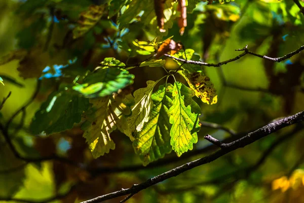 Bladeren Onscherpe Natuurlijke Achtergrond — Stockfoto