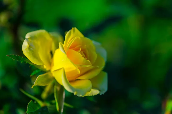 Blommor Med Suddig Natur Bakgrund — Stockfoto