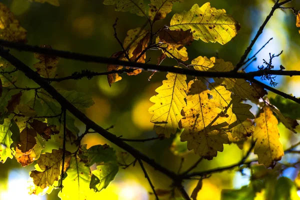 模糊自然背景上的叶子 — 图库照片