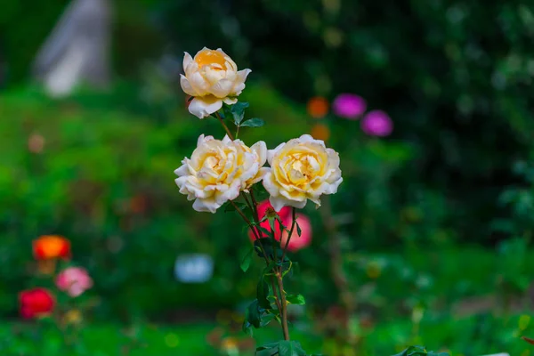 Bloemen Met Onscherpe Natuurlijke Achtergrond — Stockfoto