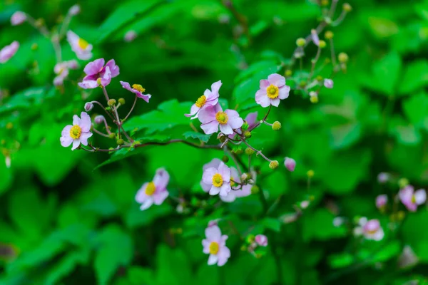 Flowers Blurred Natural Background — Stock Photo, Image