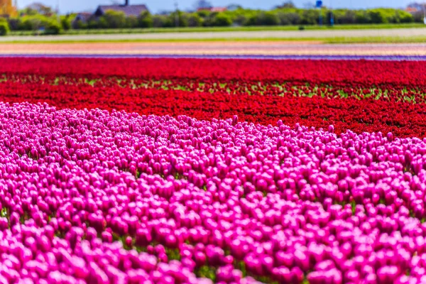 Verse Groeiende Bloemen Van Tulpen Veld Weide — Stockfoto