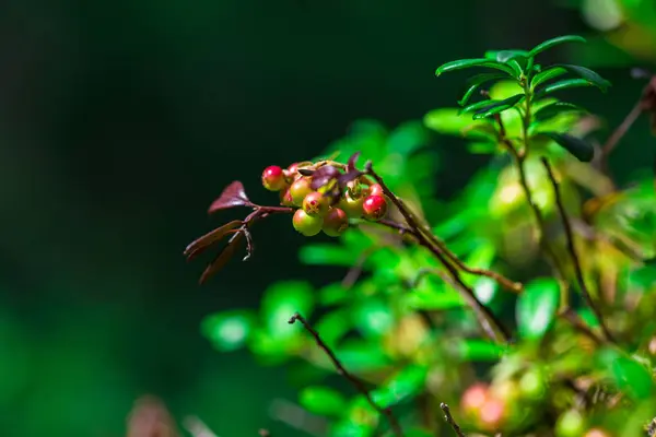 Foglie Sfondo Naturale Sfocato — Foto Stock