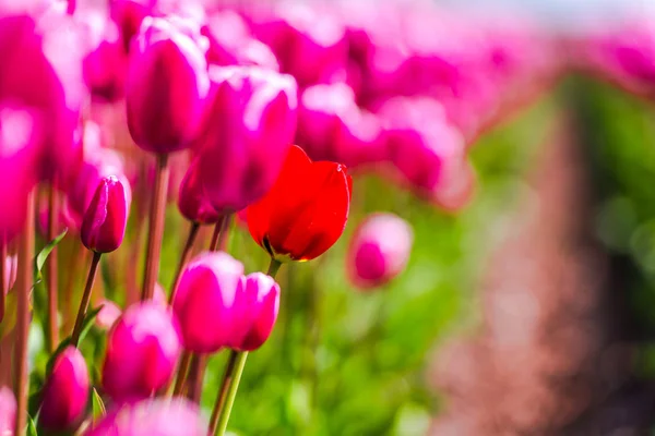 Свежерастущие Цветы Тюльпанов — стоковое фото