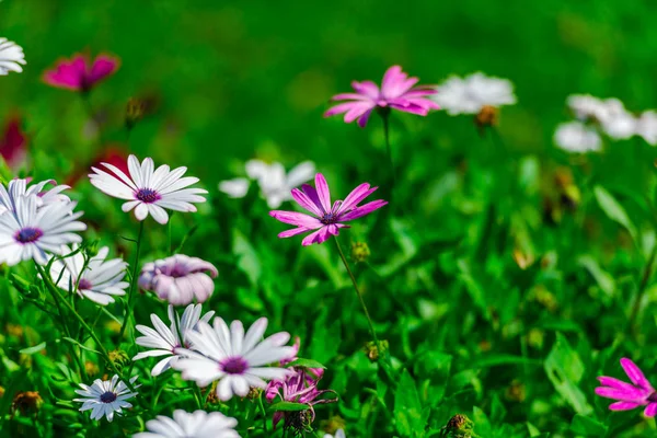 Detailní Pohled Květy Rozostřené Přirozené Pozadí — Stock fotografie