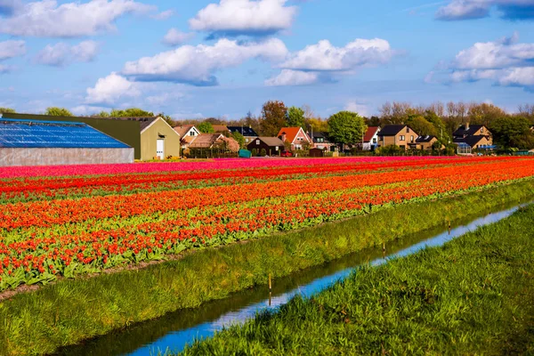 Lale çiçek alan çiftlik çiftlik manzara içinde büyüyen 