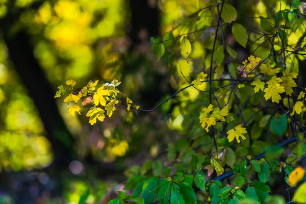 模糊自然背景上的叶子 — 图库照片