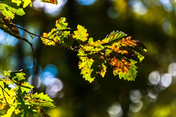 Bladeren Onscherpe Natuurlijke Achtergrond — Stockfoto