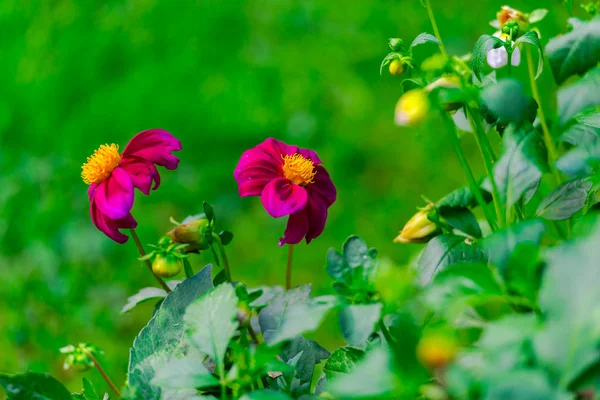 Detail View Flowers Blurred Natural Background — Stock Photo, Image