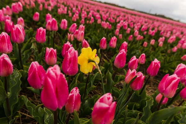 Stále Čerstvé Jarní Květiny Tulipány Keukenhof Zahrady Evropy — Stock fotografie