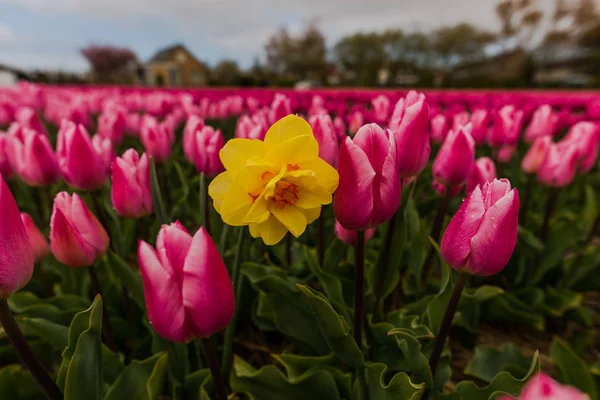 Coltivare Freschi Fiori Tulipani Primaverili Keukenhof Garden Europe — Foto Stock