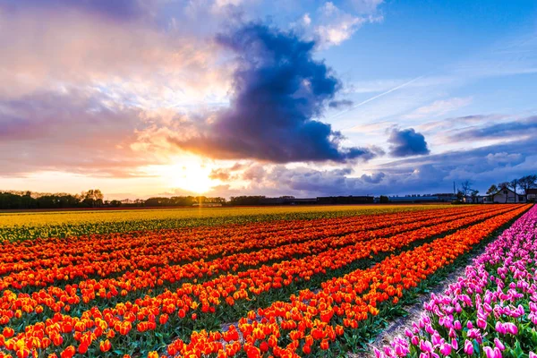 Taze Bahar Lale Çiçekleri Keukenhof Bahçe Avrupa Nın Büyüyen — Stok fotoğraf