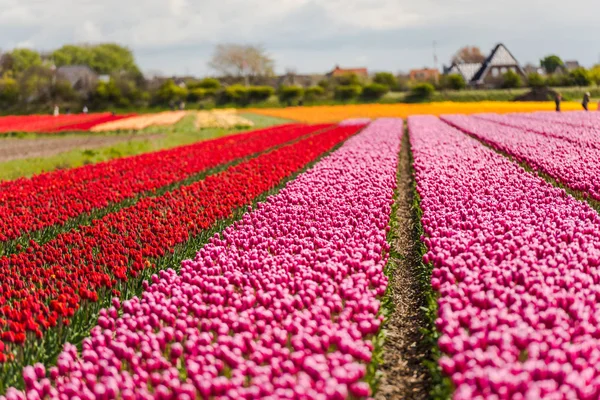 Lale çiçek alan çiftlik çiftlik manzara içinde büyüyen 