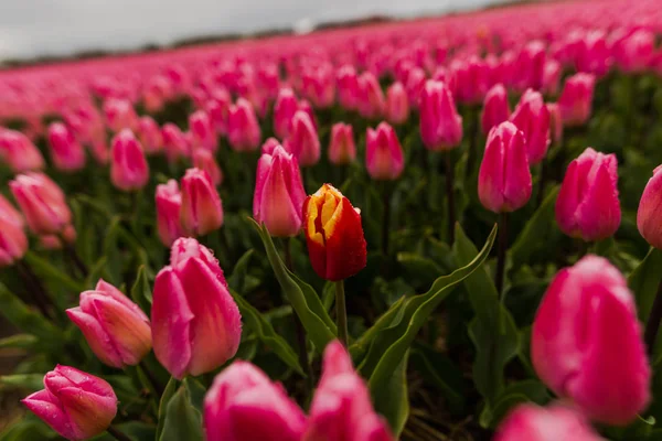 Coltivare Freschi Fiori Tulipani Primaverili Keukenhof Garden Europe — Foto Stock