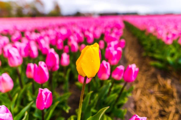 Rosa Amarelo Crescendo Flores Tulipas Frescas Primavera Keukenhof Jardim Europa — Fotografia de Stock