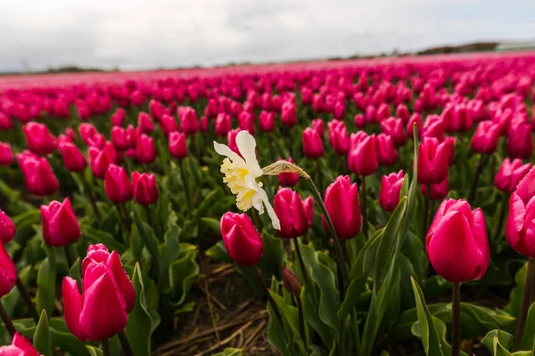 Coltivare Freschi Fiori Tulipani Primaverili Keukenhof Garden Europe — Foto Stock